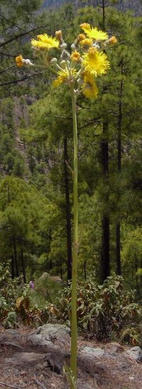 Giant hawkweed